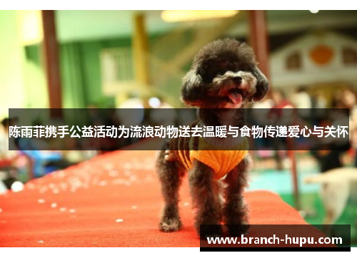 陈雨菲携手公益活动为流浪动物送去温暖与食物传递爱心与关怀